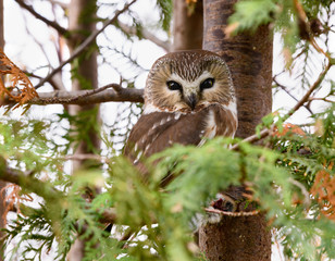 Northern Saw-whet Owl Portrait in Fall
