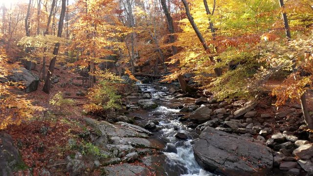 Drone flying low above Jackson Brook in Hedden Park, NJ through the fall colored forest