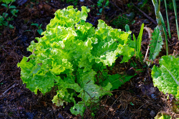 Fresh vegetables from the garden, a green lettuce