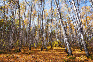 Autumn birch grove. Western Siberia