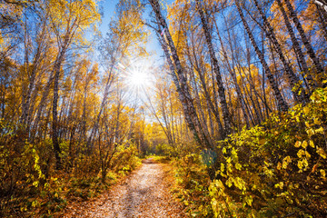 Autumn landscape. Western Siberia
