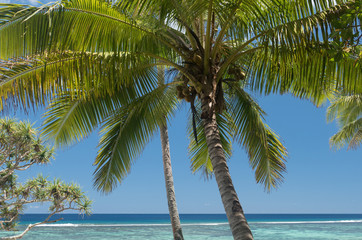 Fototapeta na wymiar Tropical paradise, a coconut palm against the blue sky of Tonga