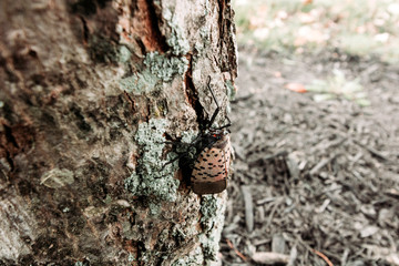 bug on a tree