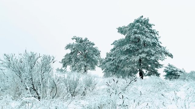 Christmas tree. beautiful winter snowing landscape in the forest. tree christmas lifestyle movement steadicam. it is snowing a snowstorm Forest in winter covered by snow . winter background of snow