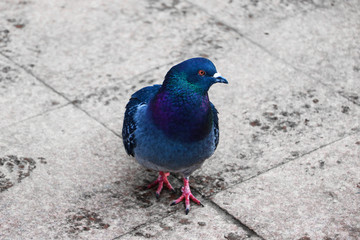Blue pigeon on the streets of Irkutsk, Russia