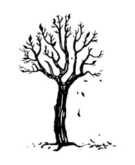 Hand drawn autumn tree silhouette with falling leaves. Ink vector illustration isolated on white background.