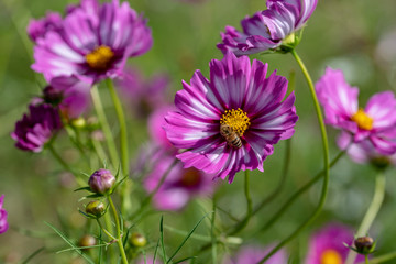 ピンク色のコスモスの花と蜜蜂