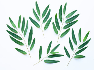 Fototapeta premium Eucalyptus branches on white background