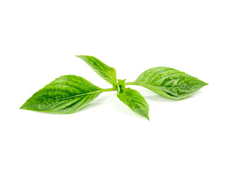 fresh Sweet Basil, Thai Basil leaf (Ocimum basilicum) isolated on white background