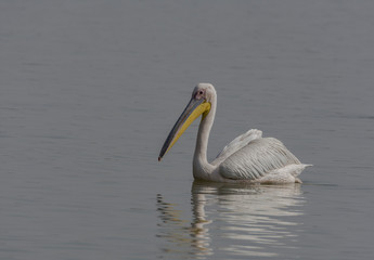 Fototapeta na wymiar Pelican (Pelecanus) in lake.