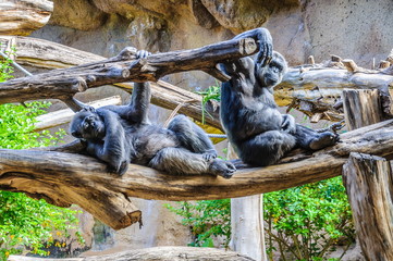 Obraz premium Chimpanzees, chim monkeys in Loro Parque, Tenerife, Canary Islan