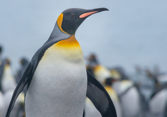 King Penguin