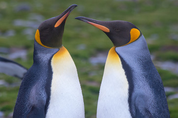 Close Up of a King Penguin Pair Facing Each Other