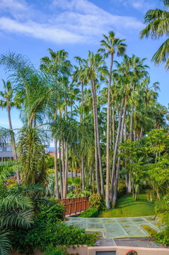 Tall palms in Loro Parque, Tenerife on Canary Islands