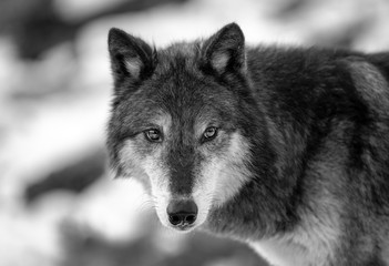 Wolf Portrait B & W