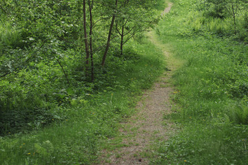 Fototapeta na wymiar Walking path in the summer forest.