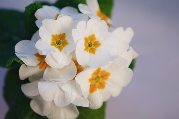 Blooming primula, white flowers on a gray wooden background. A gift for Valentine's Day. For decoration, web design. Overall plan.