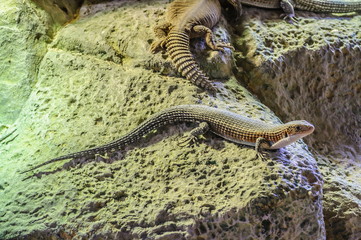 Plated lizzard in Loro Parque, Tenerife, Canary Islands.
