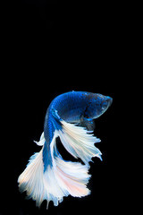 siam fighting fish on black background