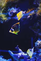 Fototapeta na wymiar Colorful aquarium fish, algae and corals in the dark blue water in the oceanic center.