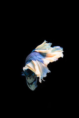 siam fighting fish on black background