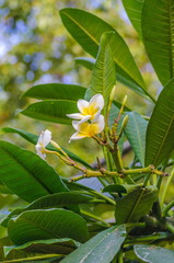 White and yellow plumeria frangipani flowers with leaves.