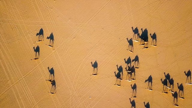 Camel shadows