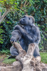 Obraz premium Portrait of a western lowland gorilla in Loro Parque, Tenerife,