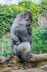 Obraz premium Portrait of a western lowland gorilla in Loro Parque, Tenerife,