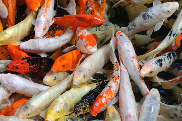 Colorful fancy carp fish, koi fish in Loro Parque, Tenerife, Can