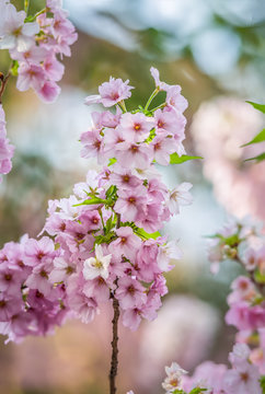 Cherry blossom Display, Japanese garden, Japan