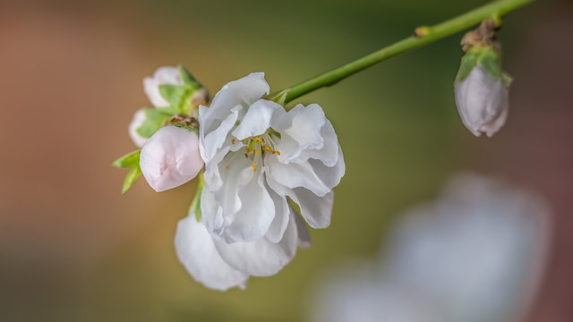 Cherry blossom Display, Japanese garden, Japan