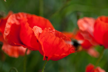 Fototapeta premium Maki