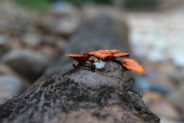 Orange mushrooms on dry wood