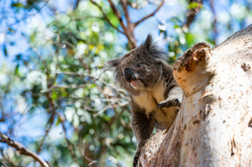 Australian koala