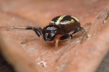 pretty black spider