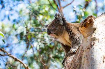 Australian koala bear sitting on a branch