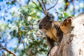 Australian koala bear sitting on a branch