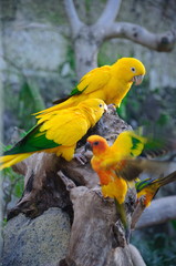 Colorful yellow parrot, Sun Conure Aratinga solstitialis, standi