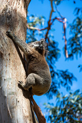 Australian koala bear sitting on a branch