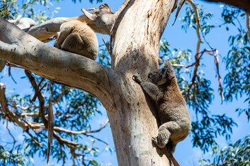 Fototapeta na wymiar Australian koala bear sitting on a branch
