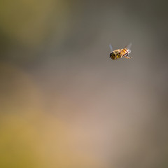 Single Isolated bee in flight- Israel