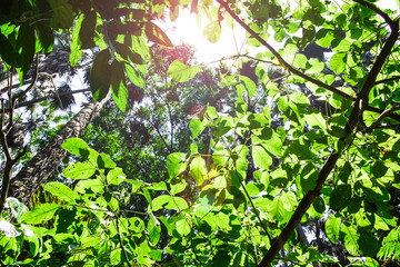 Sunlight shine through green leaves, Bottom view under green tree, Dark forest with flare light, Beautiful nature view of tree in summer