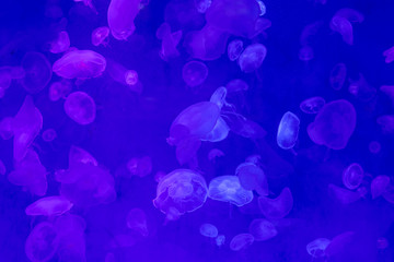 Jellyfish in the sea