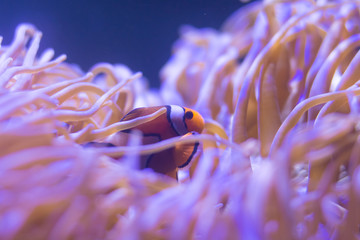 ocellaris clownfish, clown anemonefish, clownfish, false percula clownfish