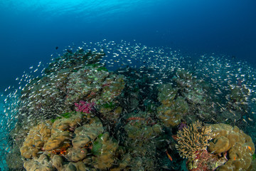 Naklejka na ściany i meble Tropical coral reef with glass fish 