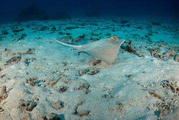 Bluespotted ribbontail ray