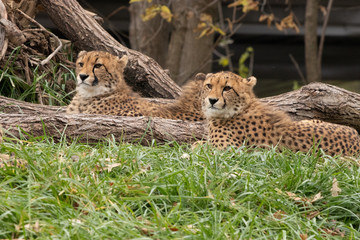 Cheetah Twins