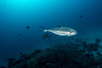 Fototapeta na wymiar Doublespotted queenfish, Scomberoides lysan