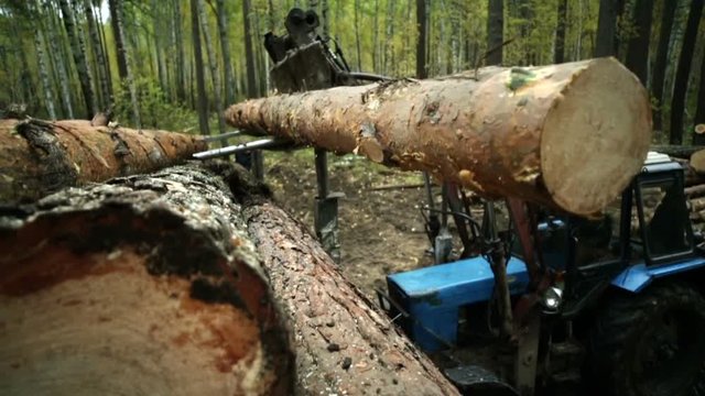 Tractor adds up felled timber into a heap